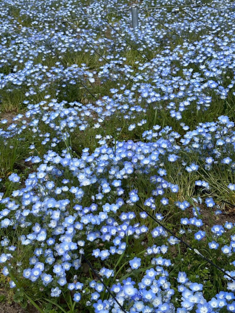 🌸🌷🌼散歩🌸🌷🌼